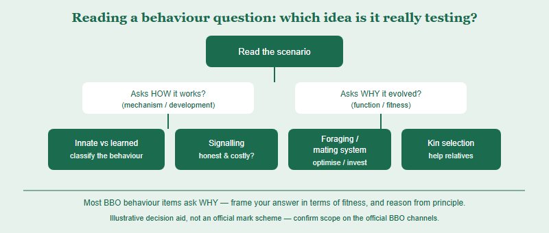 A decision flow for answering a BBO animal-behaviour question: identify whether it asks about mechanism or function, then match to one of the five core ideas