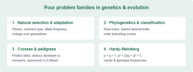 Four problem families in the BBO genetics and evolution area: natural selection and adaptation, phylogenetics and classification, genetic crosses and pedigrees, and Hardy-Weinberg population genetics