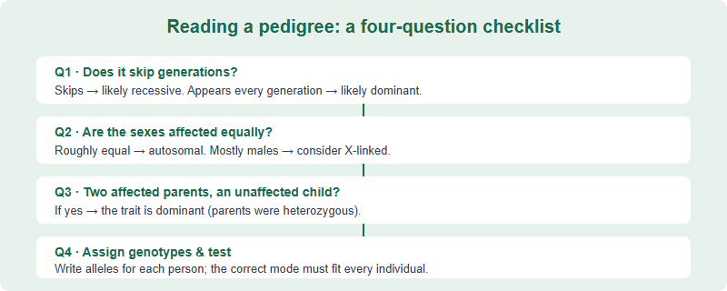 A decision checklist for reading a pedigree: does the trait skip generations, does it affect both sexes equally, and do two affected parents ever have an unaffected child