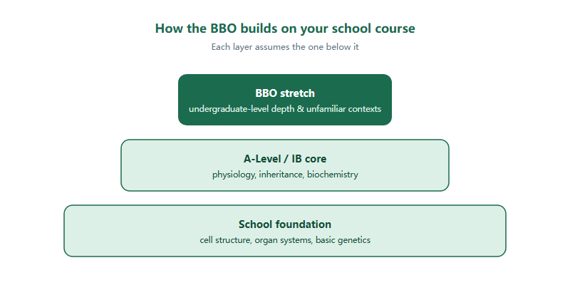 Three-tier diagram showing how the BBO builds from school foundation to undergraduate depth