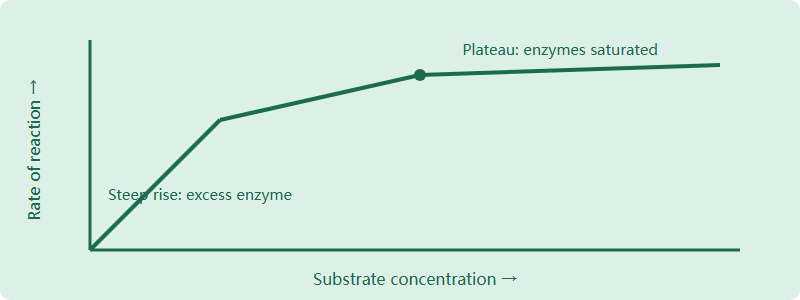 Graph showing enzyme reaction rate against substrate concentration, rising then plateauing at saturation