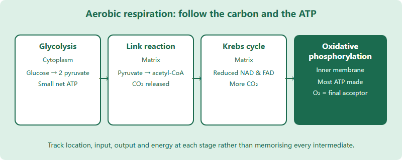 Diagram of the four stages of aerobic respiration and their cellular locations