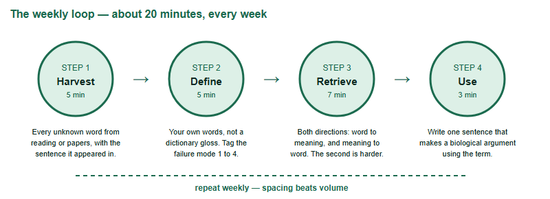 A four-step weekly vocabulary loop: harvest unknown words, define them in your own words, retrieve them in both directions, then use them in a written sentence